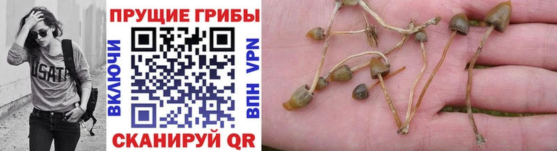 Псилоцибиновые грибы Psilocybine cubensis магазин продажи Зима